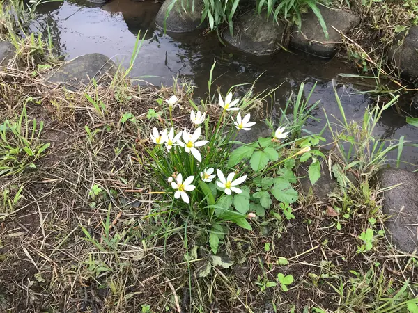何の花でしょう？
