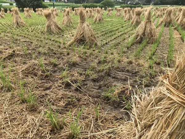 コレ、コレ。