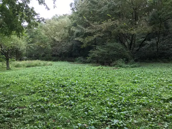 池の奥は広場です。
