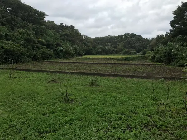 ワンコ居たらw