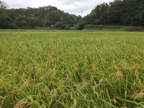 風に波打つ稲穂。