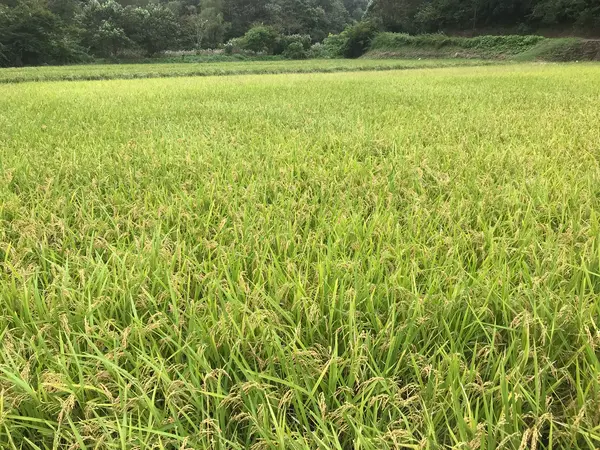 とても美しい色です。