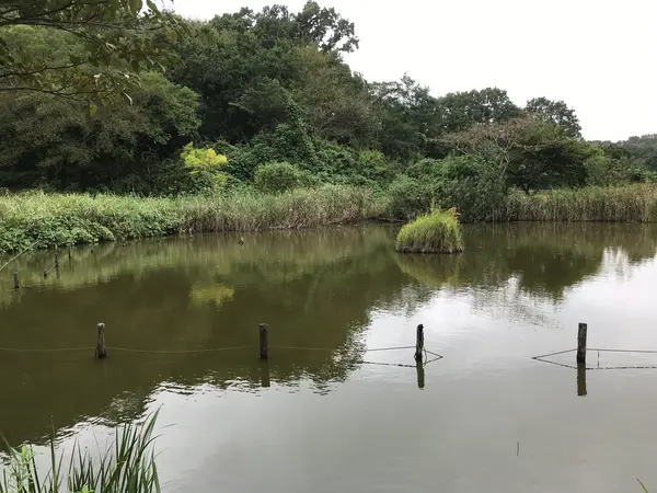 まぁ、綺麗な水ではないですがw
