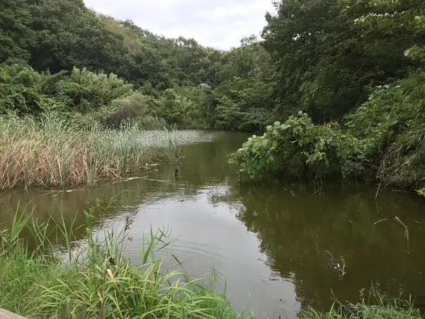 とは言え中々のモノですよ。