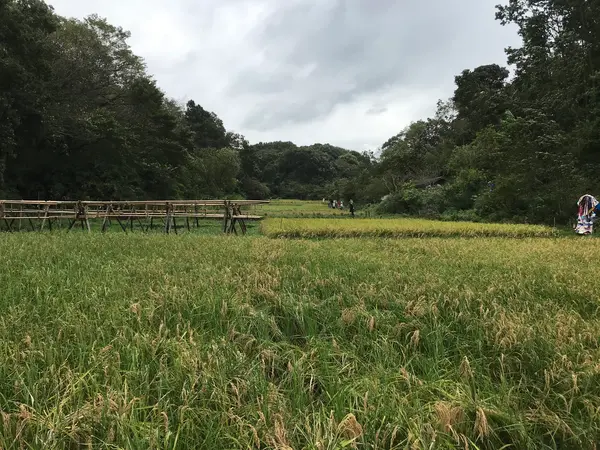 水田エリア