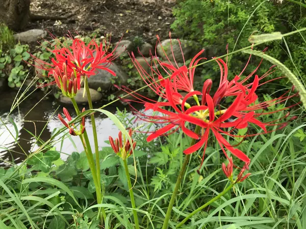 彼岸花ですね。