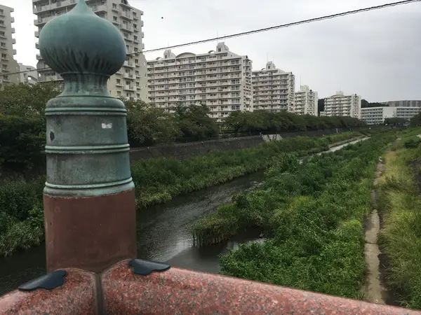 柏尾川桜並木
