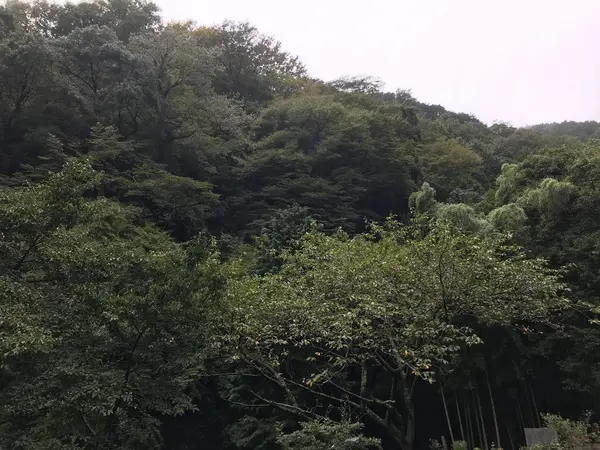 この山w