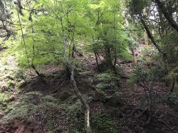 凄い崖です。
