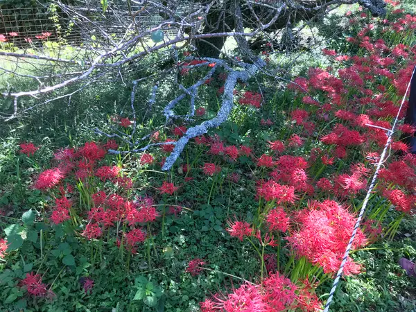 梅の木も彼岸花を盛り上げます。