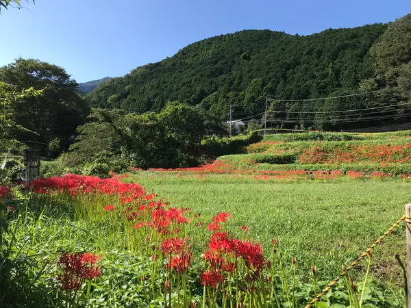 鮮やかなコントラスト