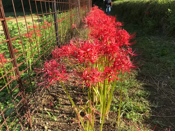 勿論、彼岸花も(^○^)