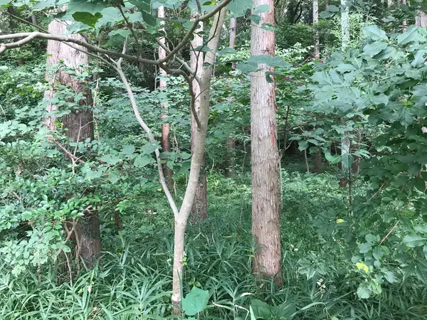スズメ蜂は慣れてる筆者ですw