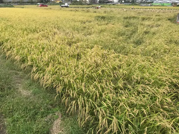 そして黄金の稲穂
