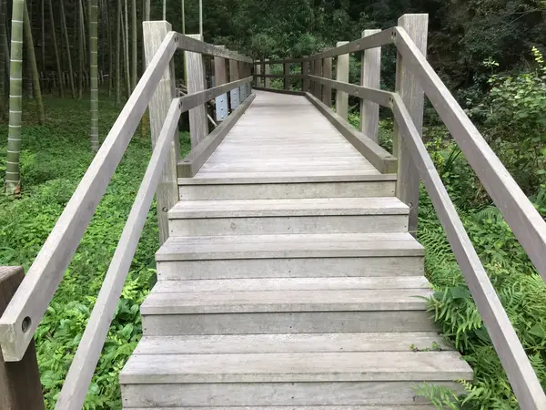 綺麗な木道