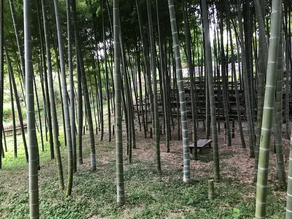 そしての竹林。