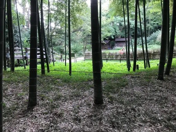 竹林の中のベンチから