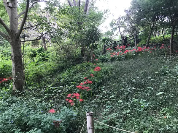 彼岸花よく撮ってますw