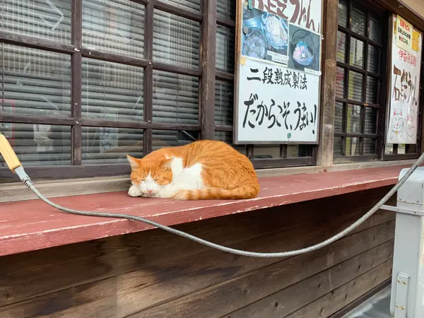この辺に住み着いてる猫🐱