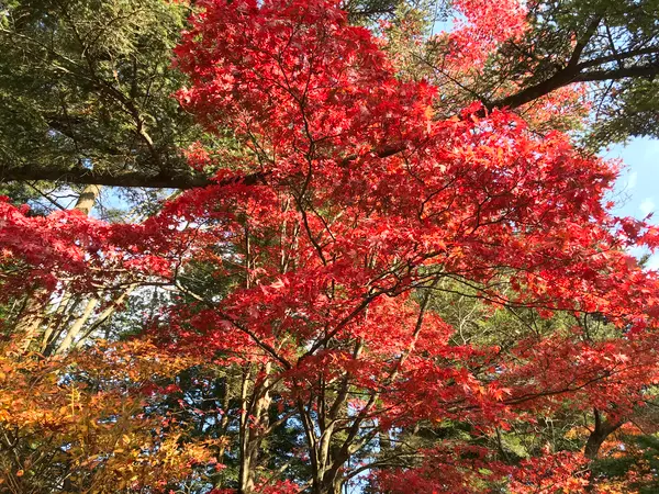 色付いてますね^ ^