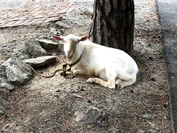 ヤギがいっぱいいた🐐