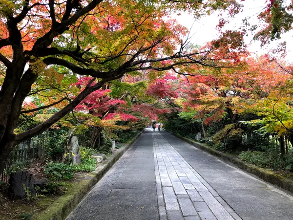 門前の紅葉