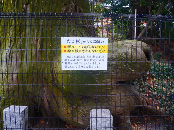 樹齢はなんと・・・