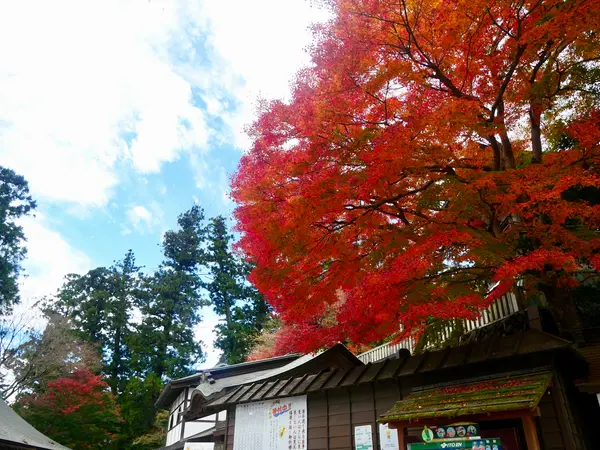 境内にも色鮮やかな紅葉を発見！