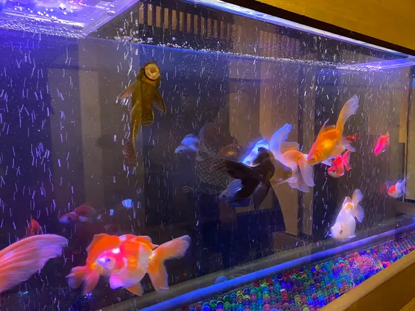 ご飯のとこの金魚