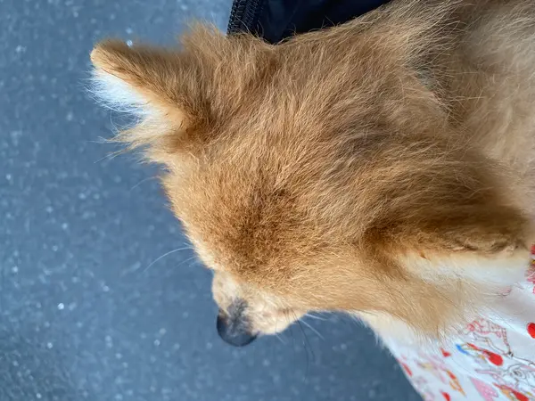 ﾏﾛﾝU´•ﻌ•`Uは ずっと 抱っこきゃりーでぉ散歩