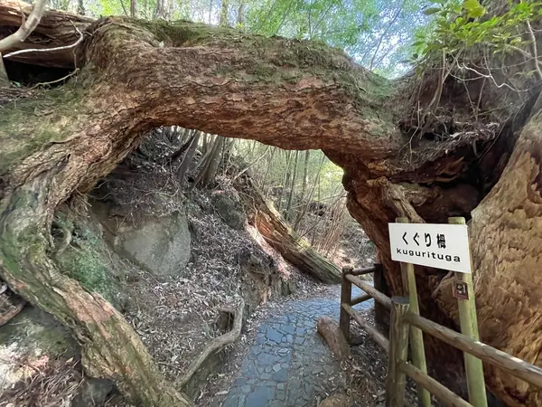 くぐり杉！？