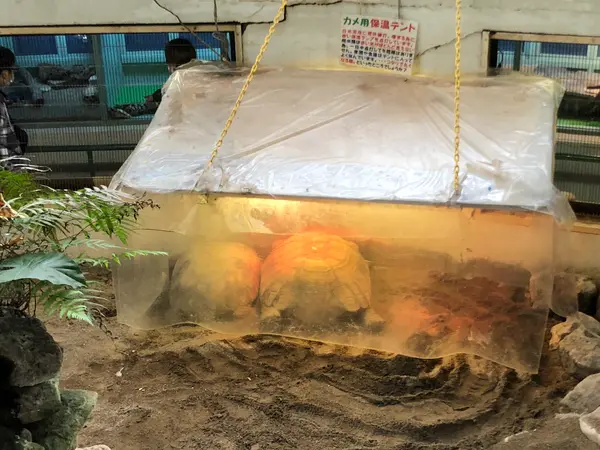 カメ