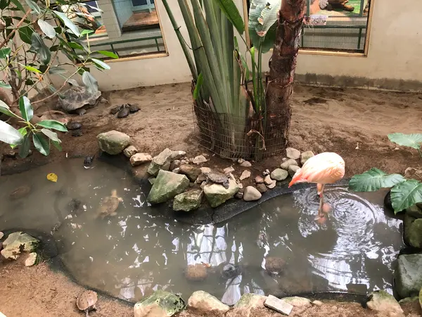 フラミンゴ