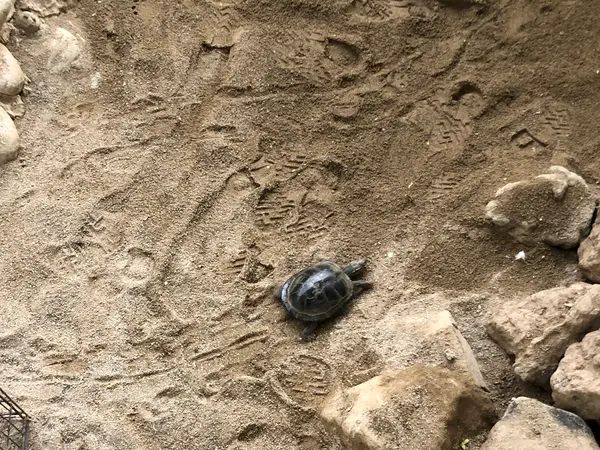カメ