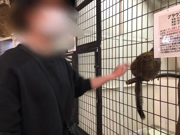 サルとの触れ合い