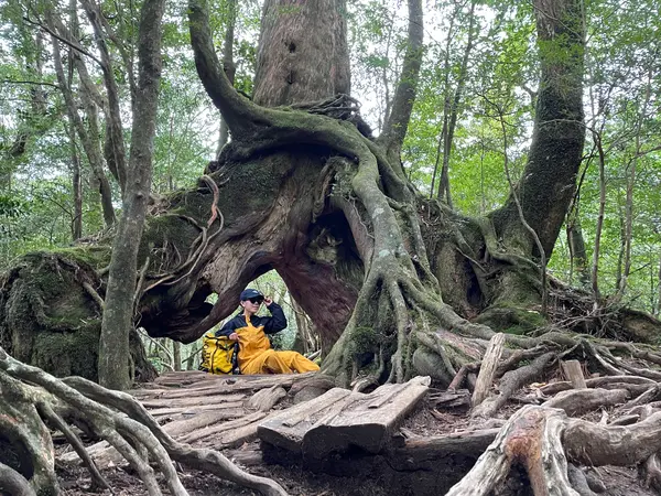 くぐり杉はオススメの写真撮影スポット📷