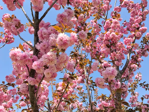 八重桜