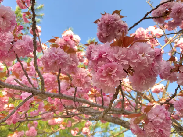 八重桜