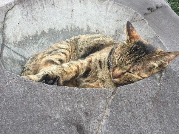 名物の蒸し猫