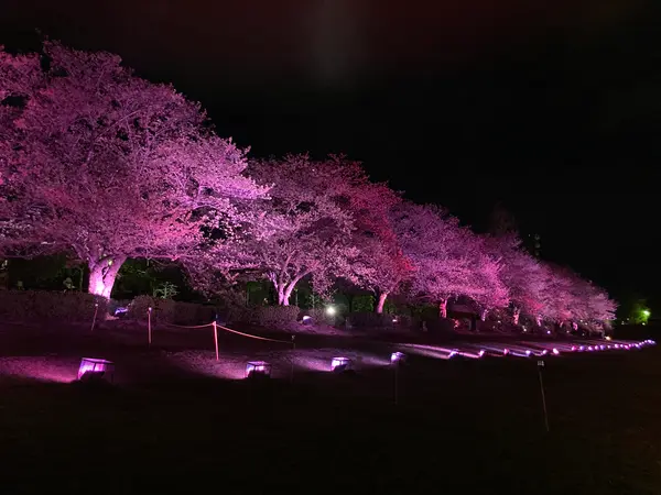 桜は散ってしまいましたが…