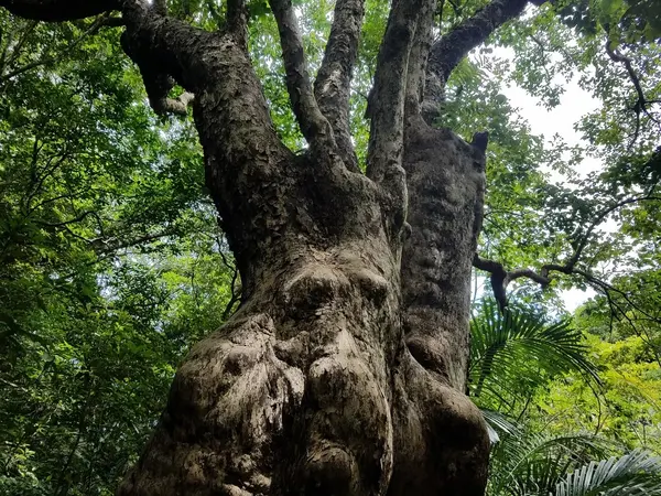 ジャングル満喫