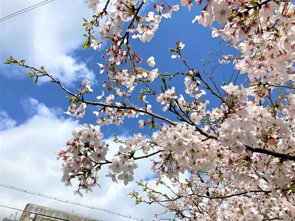 満開🌸