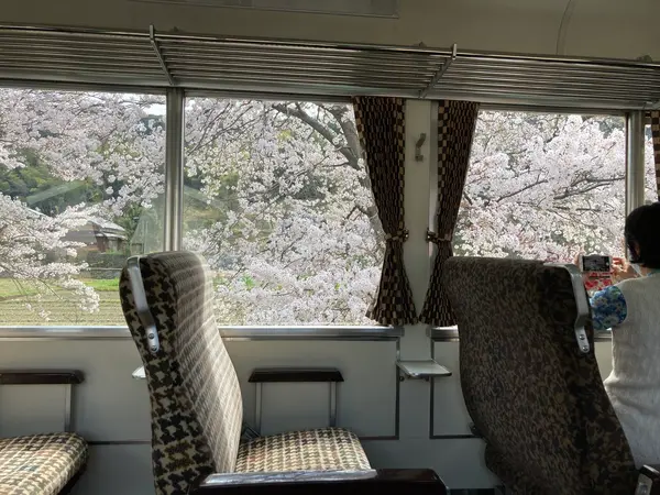 車窓からみる桜もなかなか