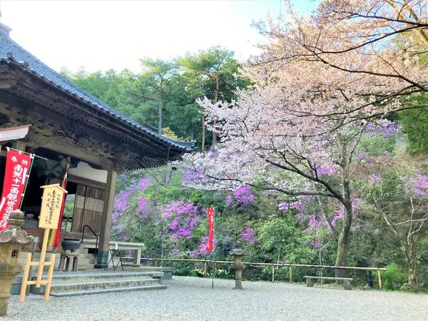 桜とミツバツツジの競演