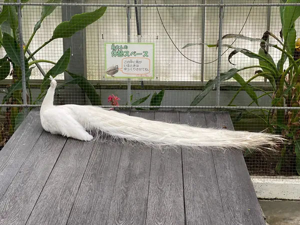 白孔雀