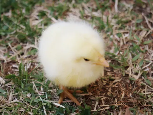 子供向けの体験イベントもやってます🐤