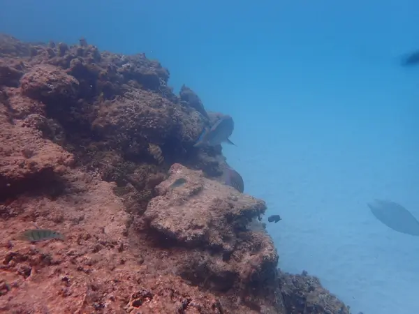 お魚いっぱい