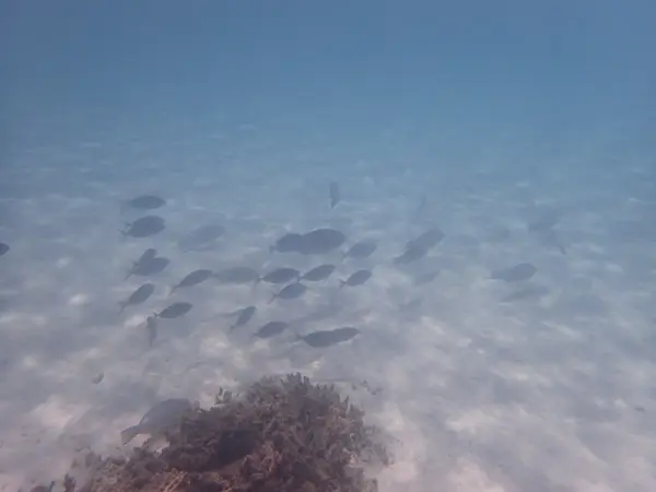 お魚いっぱい