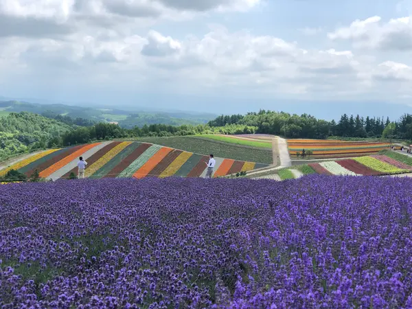 7月はラベンダー畑も見られます