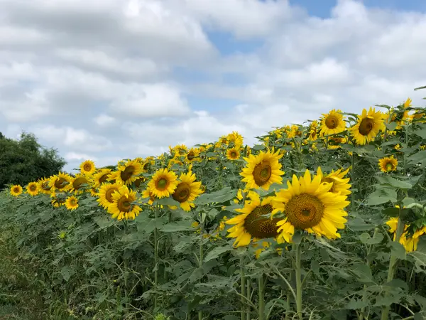 ひまわりも咲いていて北海道での初夏を満喫しました🌻